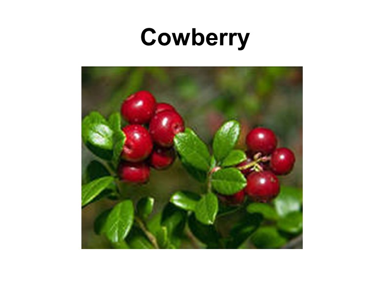 Cowberry